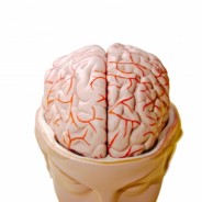 Macular Degeneration Could Indicate Brain Disease?