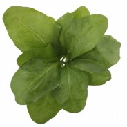 Reversing Disease With Spinach?