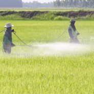 Expectant Mothers Exposed to Pesticides Linked to Autism