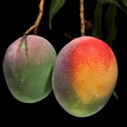 The Miracle of Mango