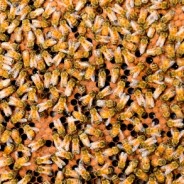 Bee Venom Could Be Cancer Cure