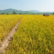 GMOs Don’t Offer Food Security