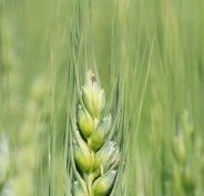 4 Shocking Health Dangers of Wheat