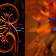 Naturally Strengthen Your Adrenal Glands