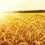 Field of wheat