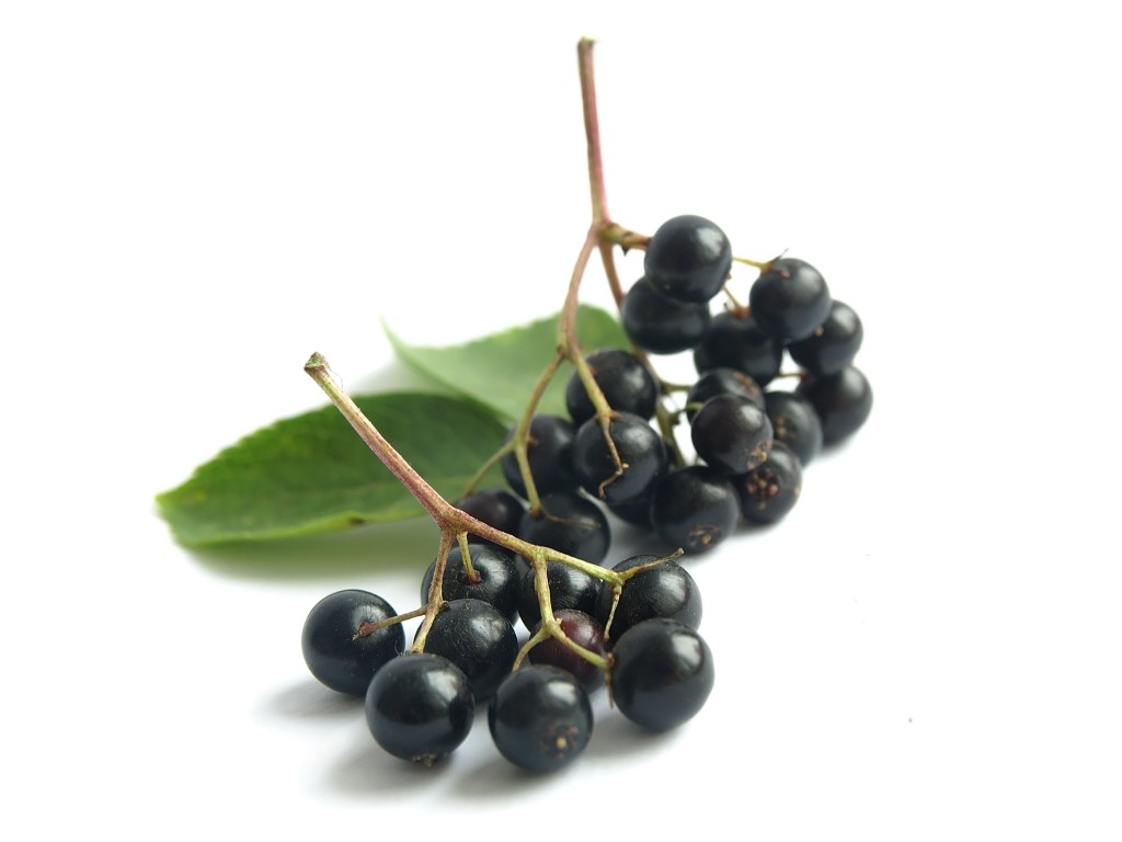 The Benefits of Elderberry