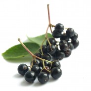The Benefits of Elderberry