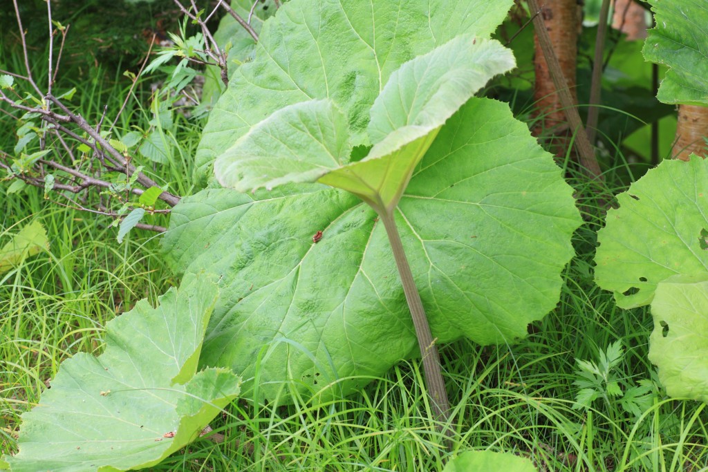 3 Benefits of Butterbur: Headache, Asthma and Allergy Relief