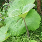 3 Benefits of Butterbur: Headache, Asthma and Allergy Relief