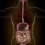 How Your Gut May Affect Your Brain