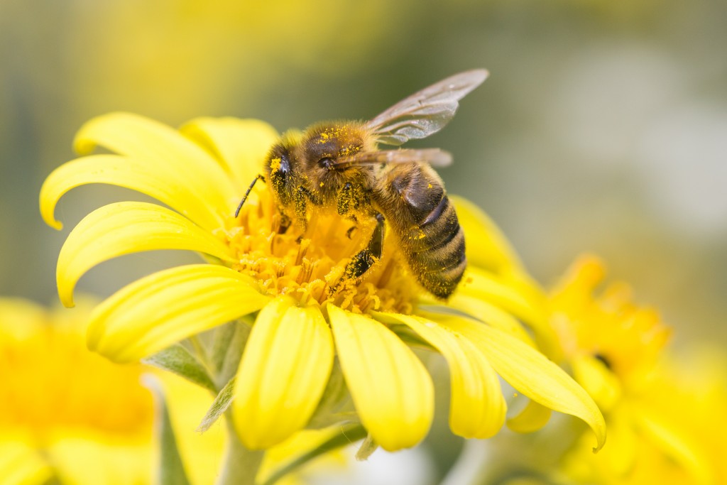10 Benefits of Bee Pollen