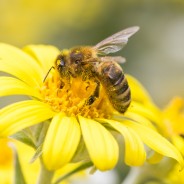10 Benefits of Bee Pollen