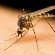 8 Home Bug Bite Remedies: Fight the Zap