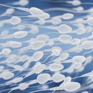Strengthen Your Sperm