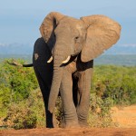 Elephants and Cancer Research