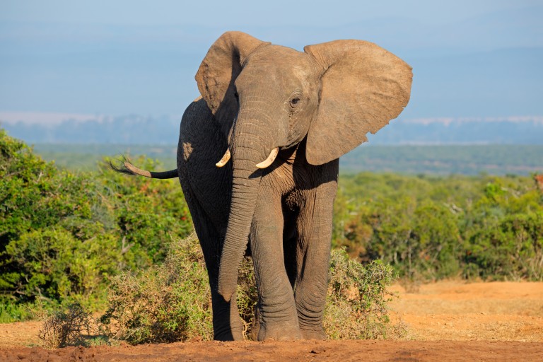 Elephants and Cancer Research