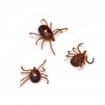 Lone Star Tick Bite causing Deadly Allergy to Meat