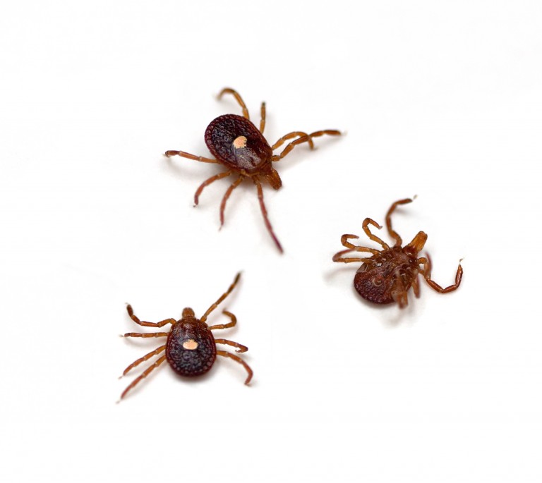 Lone Star Tick Bite causing Deadly Allergy to Meat