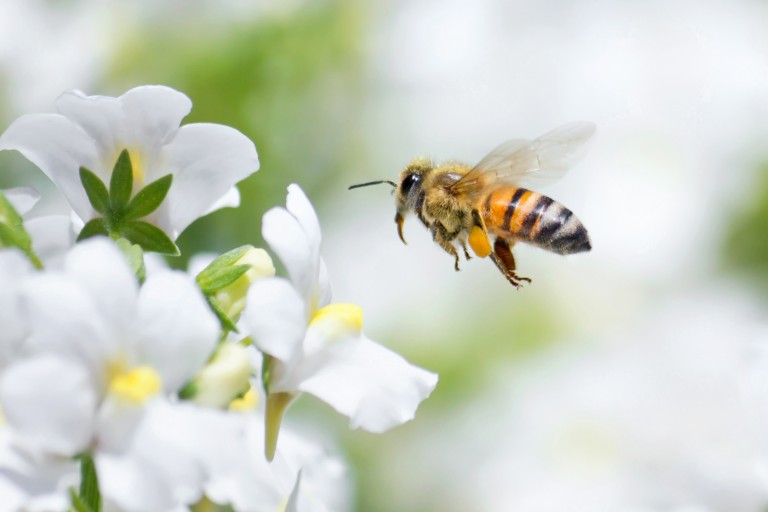 Will Robo-Bees Save Civilization?