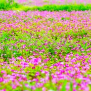 14 Benefits of the Super Herb Astragalus