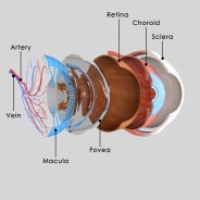 How to Slow Down Macular Degeneration