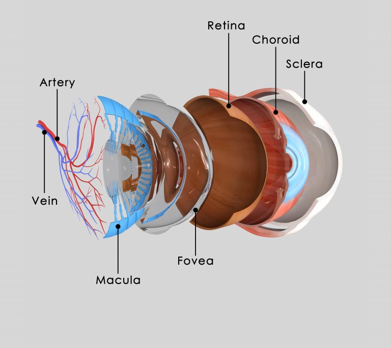 How to Slow Down Macular Degeneration