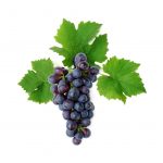Grapes May Help Prevent or Slow Macular Degeneration
