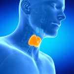 Foods That Boost Your Thyroid