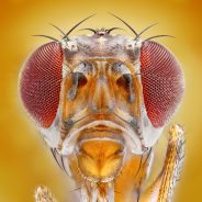 Fruit Fly Clues Help Fight Macular Degeneration