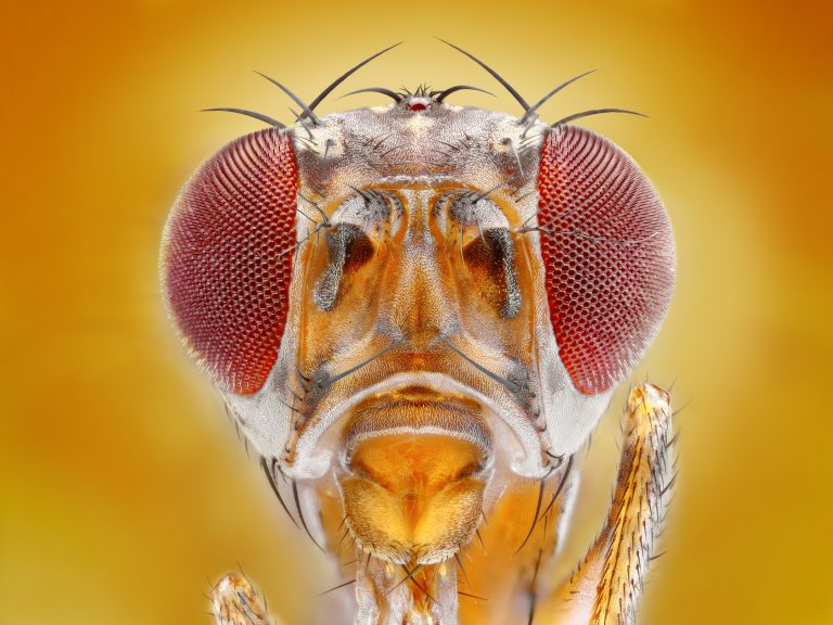 Fruit Fly Clues Help Fight Macular Degeneration