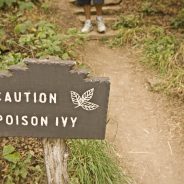 3 Natural Remedies for Poison Ivy, Oak or Sumac