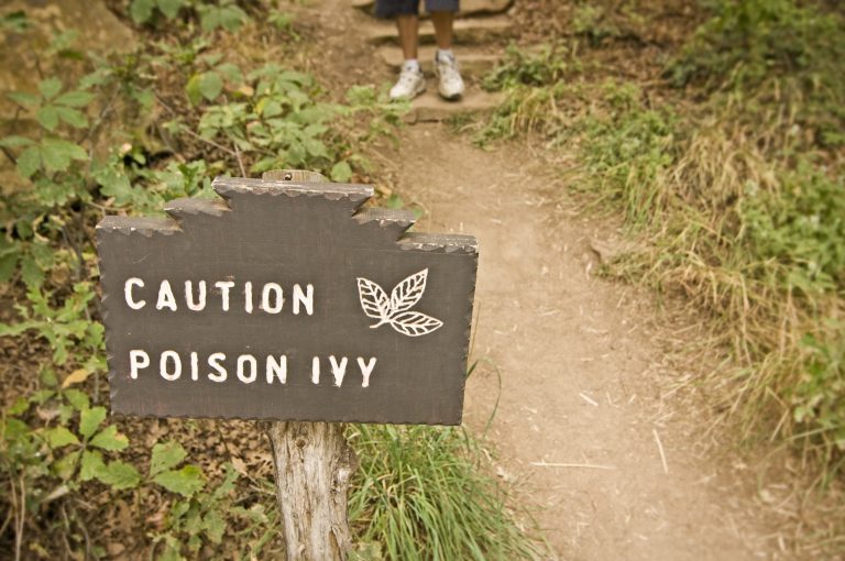 3 Natural Remedies for Poison Ivy, Oak or Sumac