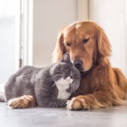 4 Natural Pet Allergy Remedies