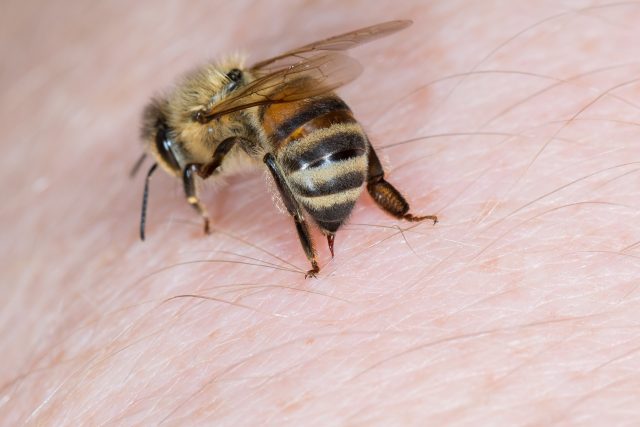 Bee Venom Therapy-Cure to Many Ailments?