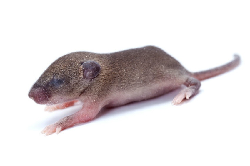 Blind Mice Regain Sight, May Help Cure Macular Degeneration
