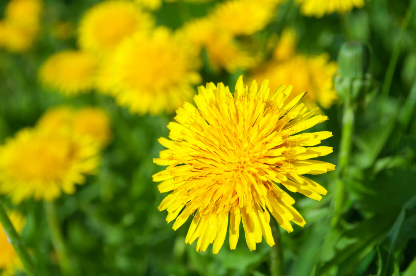 Health Benefits of Dandelion