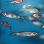 Zebrafish Assist In Macular Degeneration Remedy