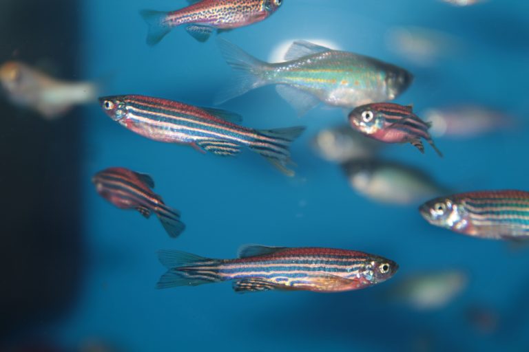 Zebrafish Assist In Macular Degeneration Remedy