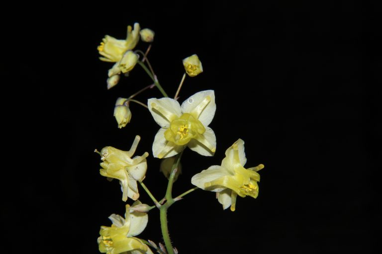 Horny Goat Weed: Yup, It’s Real