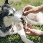 Everything you must know about CBD for Pets