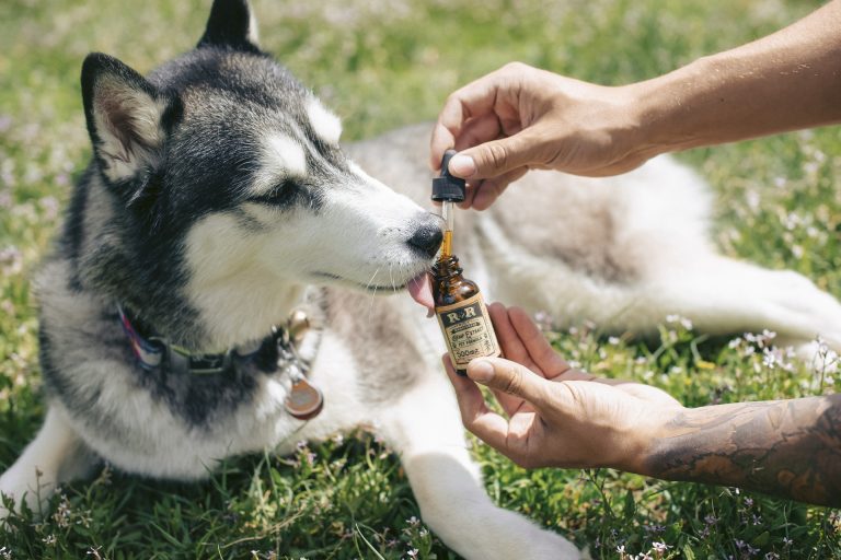 Everything you must know about CBD for Pets