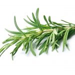 Macular Degeneration Protection: Rosemary
