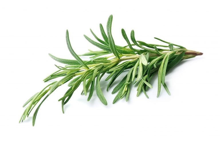 Macular Degeneration Protection: Rosemary