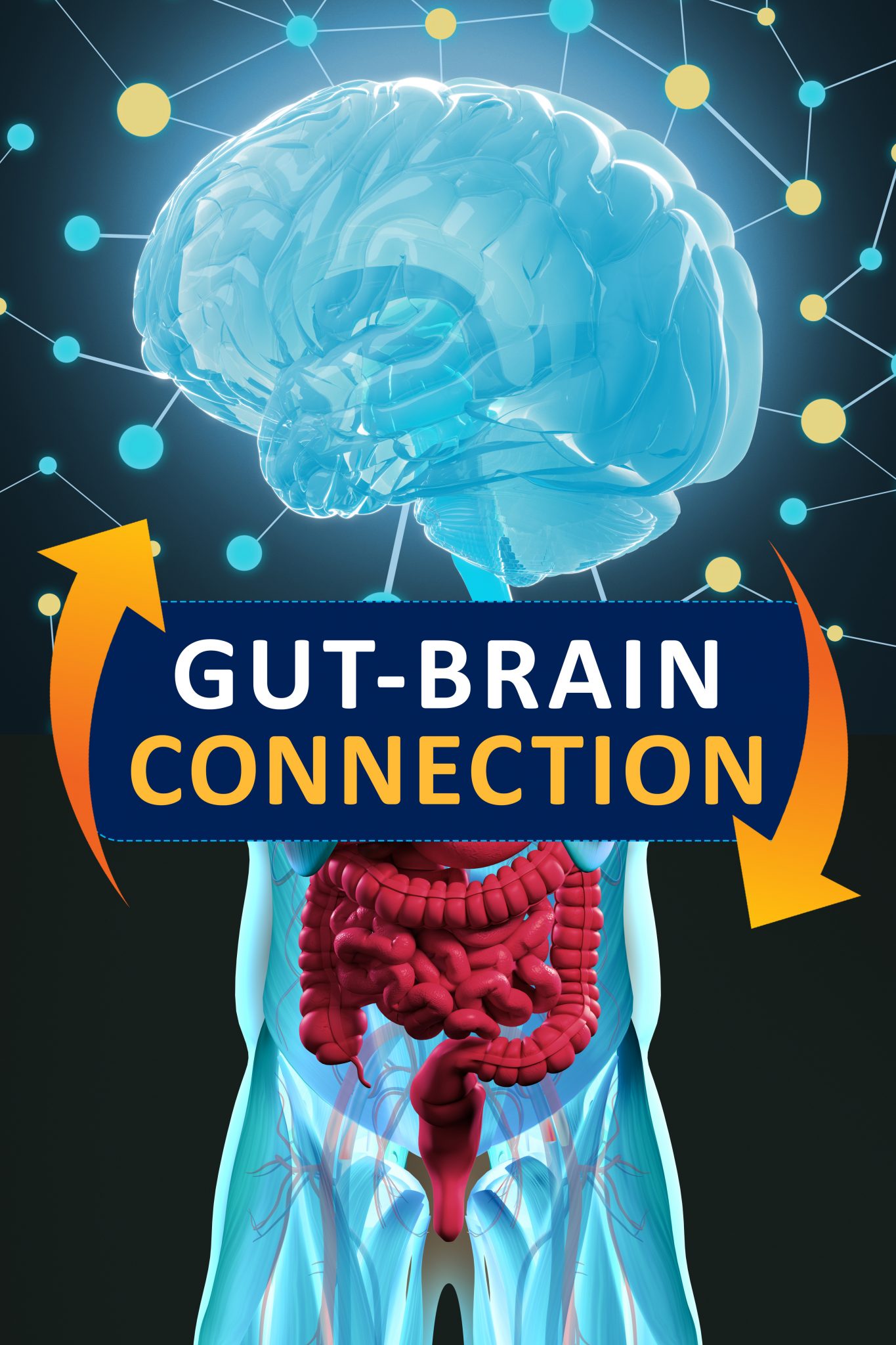 Gut-brain Connection Or Gut Brain Axis. Concept Art Showing A ...