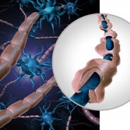 Naturally Protect Myelin Sheath to Support Your Aging Brain