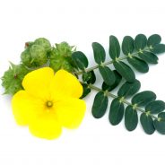 Improve Libido, Diabetes and more with these 10 Benefits of Tribulus Terrestris