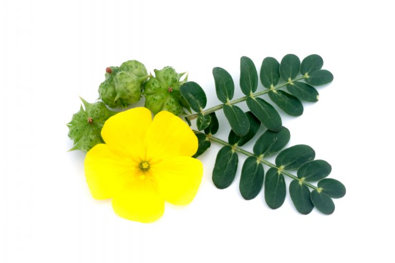 Improve Libido, Diabetes and more with these 10 Benefits of Tribulus Terrestris