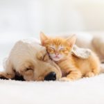 How a Pet May Save Your Life