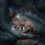 Octopus Eyes Help Macular Degeneration