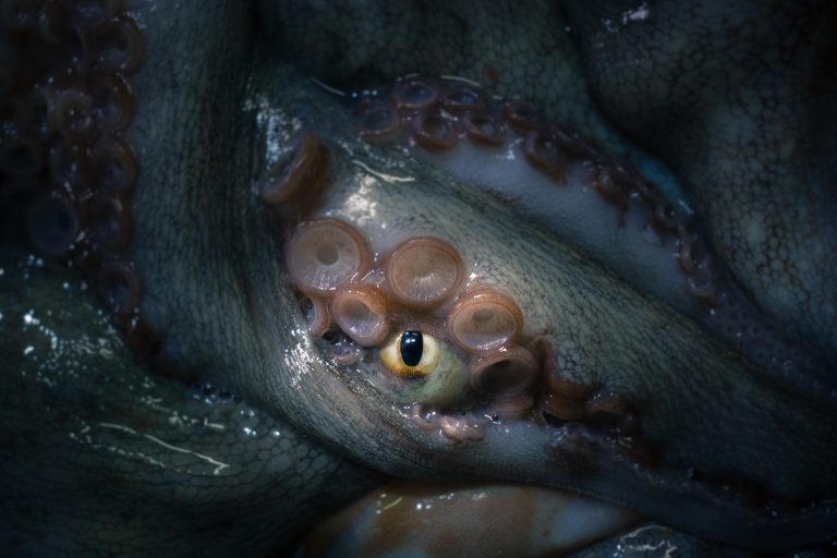Octopus Eyes Help Macular Degeneration